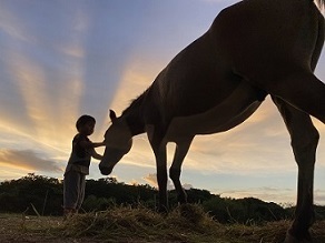 馬と触れ合う男児の写真