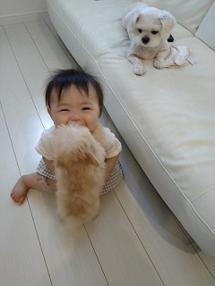 犬と戯れる乳児の写真