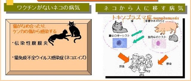 イラスト：ワクチンがないネコの病気、ネコから人に移す病気