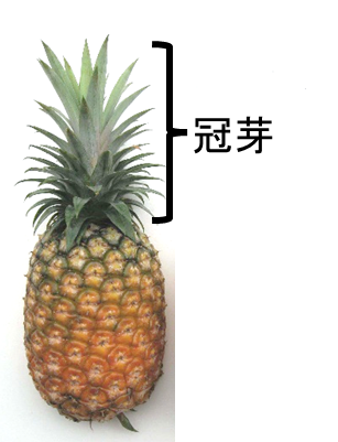 冠芽