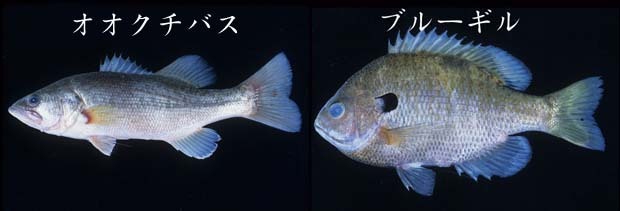 写真:オオクチバス。ブルーギル
