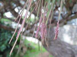 写真:マツカレハ卵
