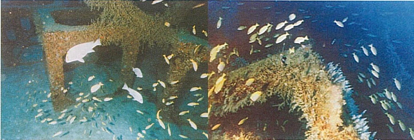 写真：魚礁に魚が集まる様子