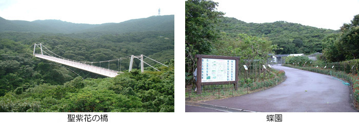 写真：聖紫花の橋、蝶園