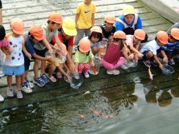 写真：鯉の放流の様子