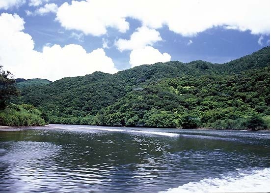 写真:浦内川