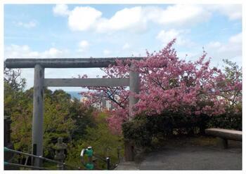 写真:桜