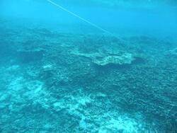 写真:海底の様子2
