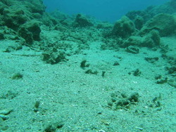 写真：海底の様子2
