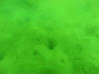 写真:海底の様子4