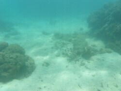 写真:海底の様子2