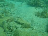 写真:海底の様子4
