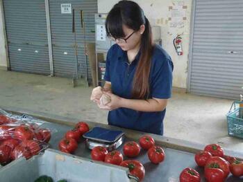 写真:出荷調整