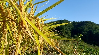 写真:田畑