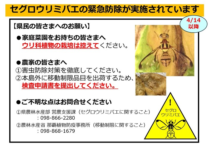セグロウリミバエの緊急防除について
