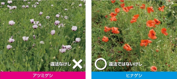 けし1