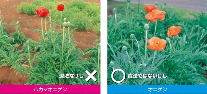 けし2