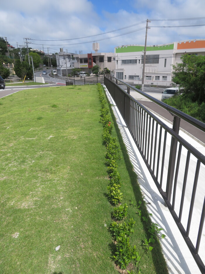 写真:第75回沖縄県植樹祭(ミニサンダンカ)