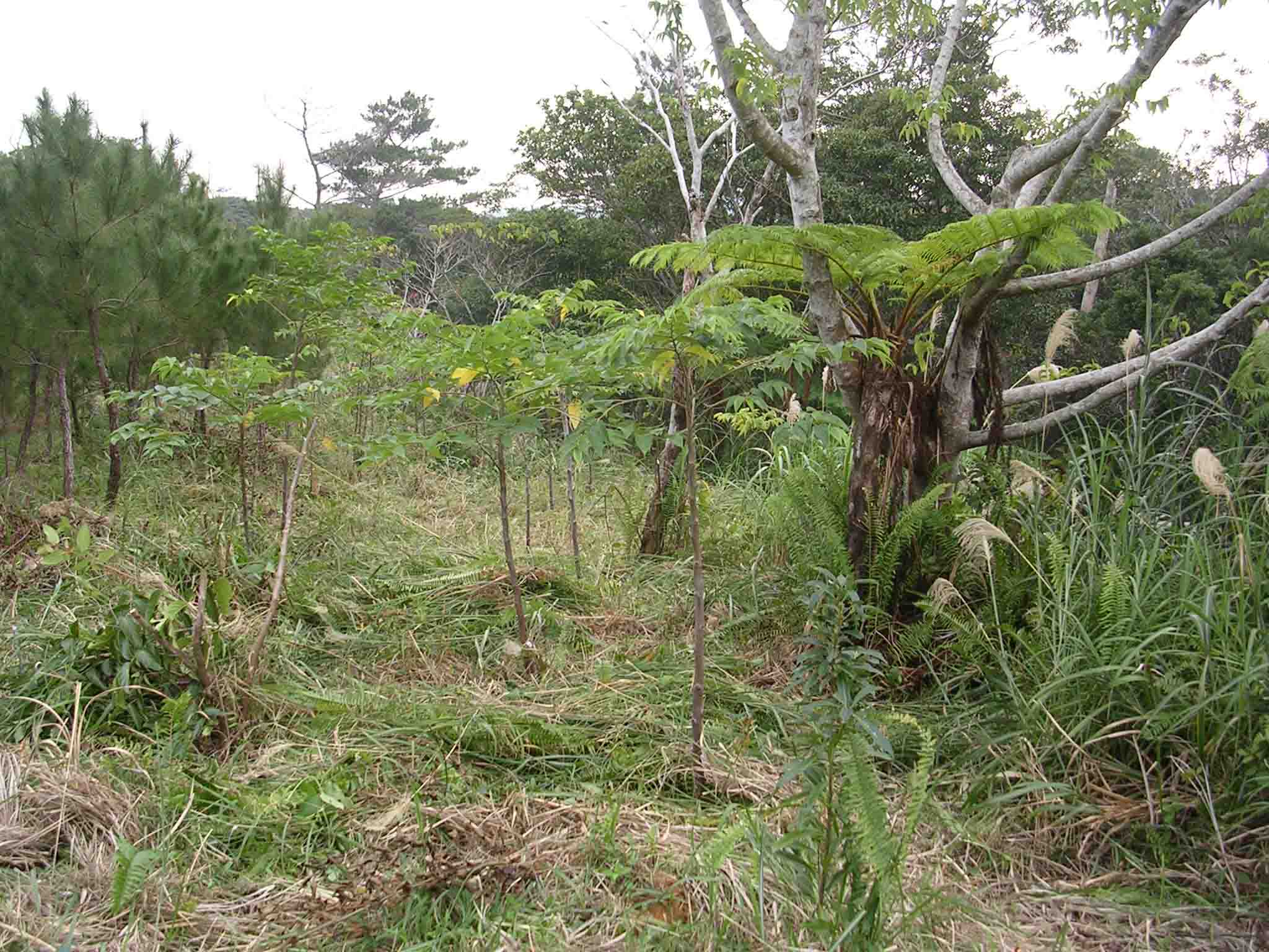 ウラジロエノキの造林