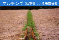 マルチング
